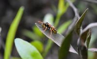 Frontline Wasp Control Adelaide image 3